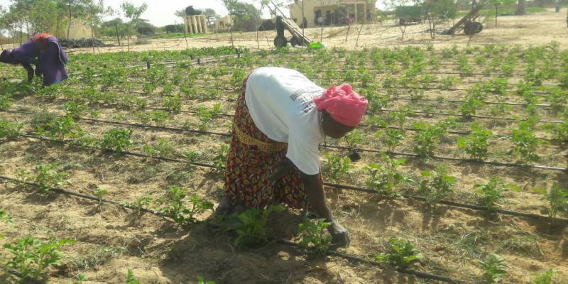 Financement des projets du monde rural - GIE AND DEFFAR NGAYE NDIAWAR Financement des projets du monde rural - GIE AND DEFFAR NGAYE NDIAWAR